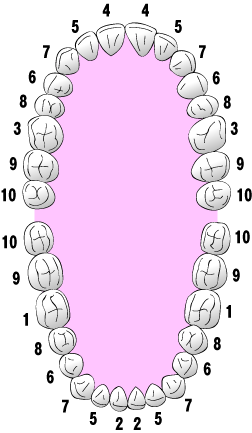 永久歯の生える順番