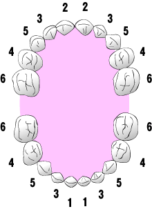 乳歯の生える順番
